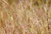 Muhlenbergia_por