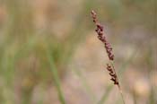 Panicum_obt