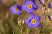 Gilia_rigid