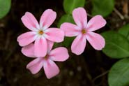 Phlox_adsurgens