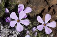 Phlox_diffusa