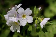 Polemonium_pul