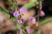 Polygala_obs