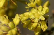 Eriogonum_hier