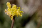 Eriogonum_lach