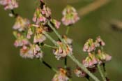 Eriogonum_poly