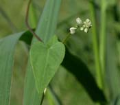 Polygonum_co