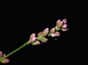 Polygonum_cs