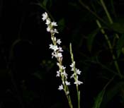 Polygonum_hs