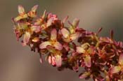 Rumex_hym