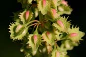 Rumex_pulch