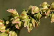 Rumex_triang