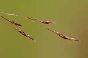 Agrostis_scab