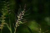 Elymus_hystrix