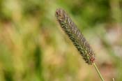 Phleum_alp