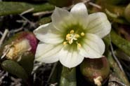 Lewisia_pygmaea