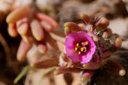 Portulaca_pilo