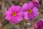 Primula_rusb