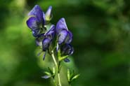 Aconitum_columb