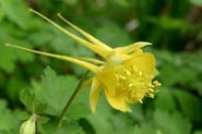 Aquilegia_chrys