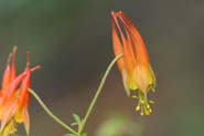 Aquilegia_eleg