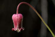 Clematis_bigel