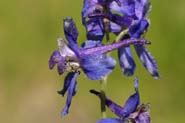 Delphinium_nutt