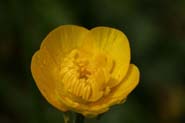 Ranunculus_acris