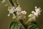 Ceanothus_fend