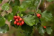 Crataegus_woot