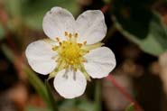 Fragaria_oval