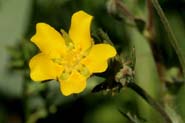 Potentilla_diver