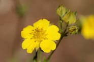 Potentilla_grac