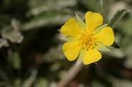 Potentilla_hipp