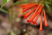 Bouvardia_tern