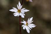 Lithophragma_aff