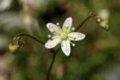 Saxifraga_bronch