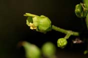Scrophularia_mont