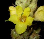 Verbascum_tha