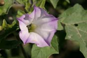 Datura_querc