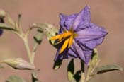 Solanum_elaeag