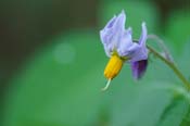 Solanum_fend
