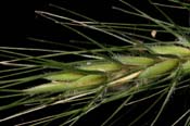 Elymus_canad