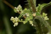 Urtica_dioic