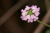 Lantana_achyr