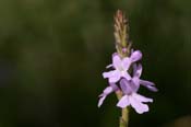 Verbena_neom