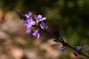 Verbena_peren