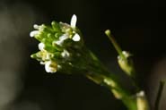 Arabis_hirs