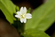 Epilobium_ciliatum