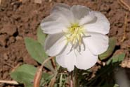 Oenothera_albic